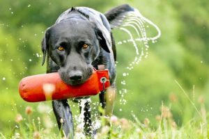 fetch